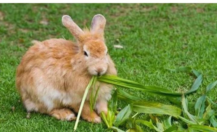 Can Rabbits Eat Rosemary 