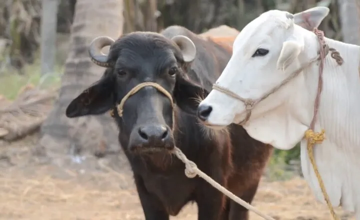 Can a Cow Mate with Buffalo