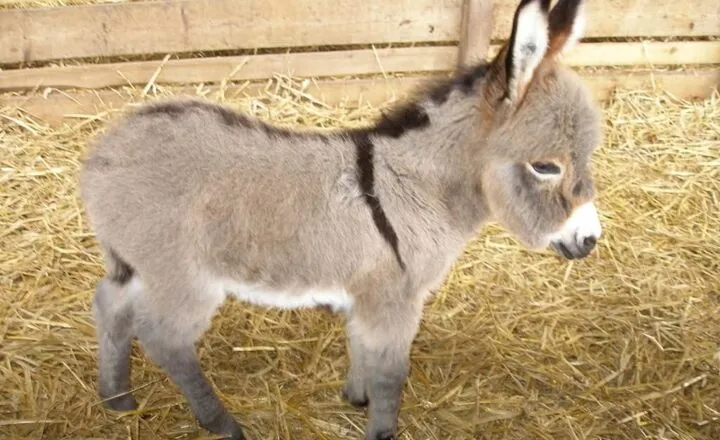 Do All Donkeys Have a Cross on the Back