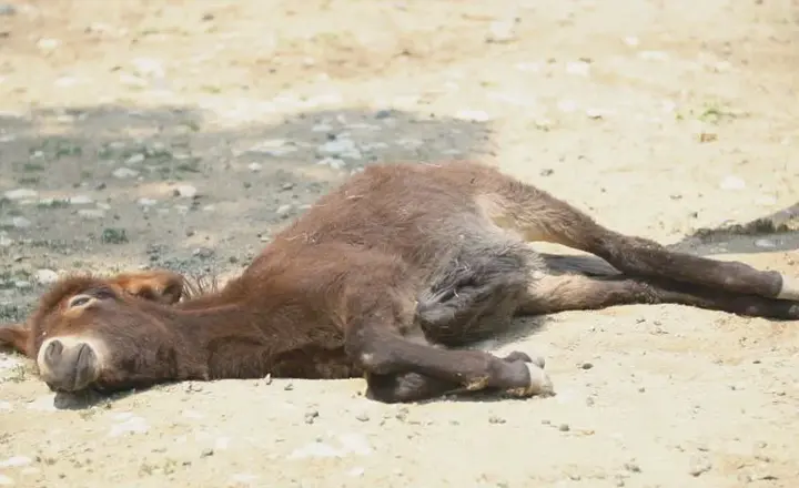 Do Donkeys Sleep Standing Up