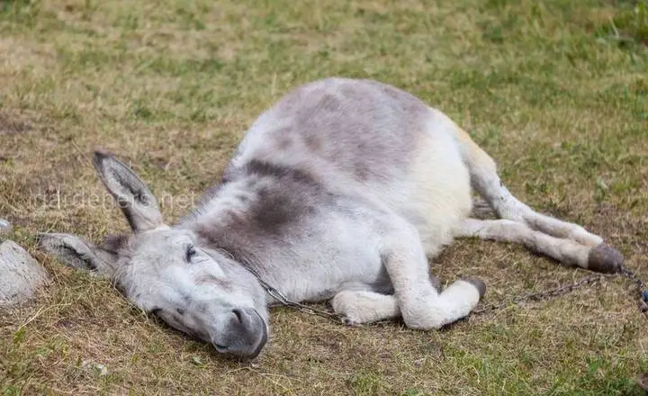 Do Donkeys Sleep Standing Up