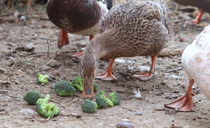Do Ducks Like Eating Broccoli