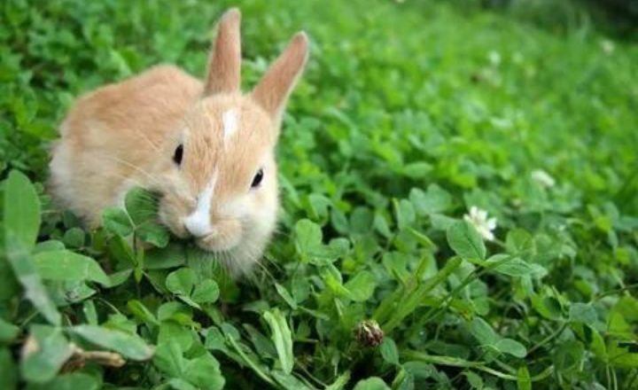 Do Rabbits Like Rosemary