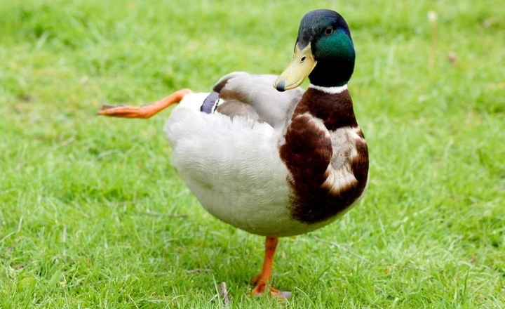 Duck Opening and Closing Mouth