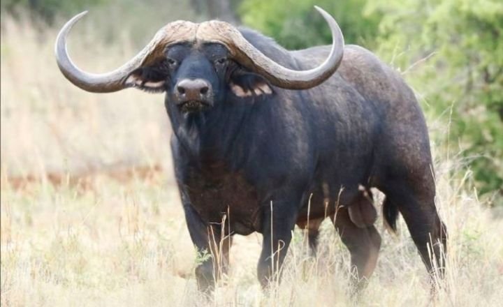 How Much Does a Buffalo Cost
