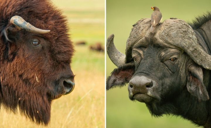 How to Differentiate Between Bison and Buffalo