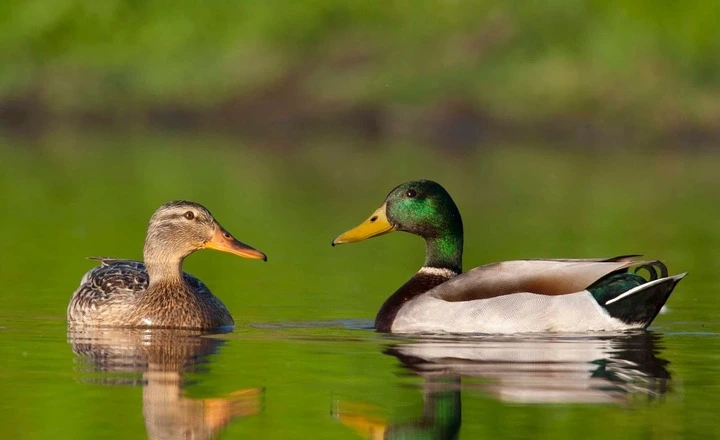 Mallard Duck vs Wood Ducks