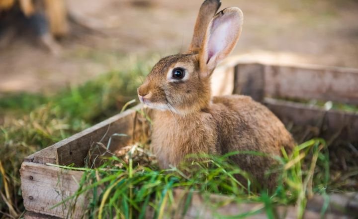 Nutritional Value Of Rosemary For Rabbits