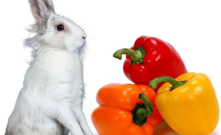 RABBITS eat peppers