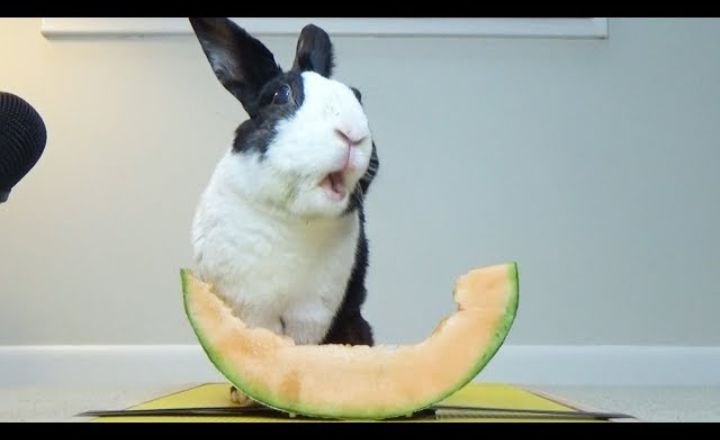 Rabbits Eat Cantaloupe