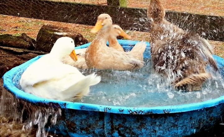 To Cool Off Duck