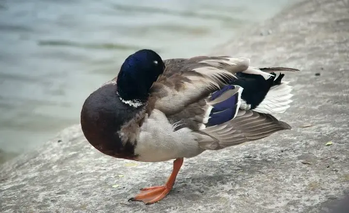 Why Do Ducks Stand On One Leg