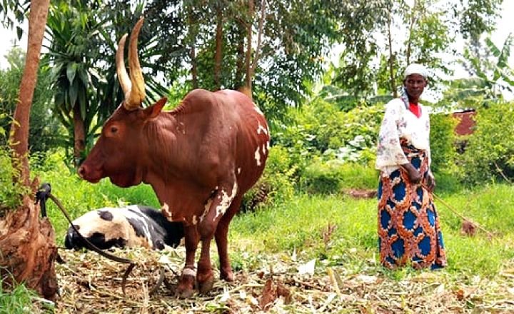 A Few Livestock Keepers Have A Different Belief