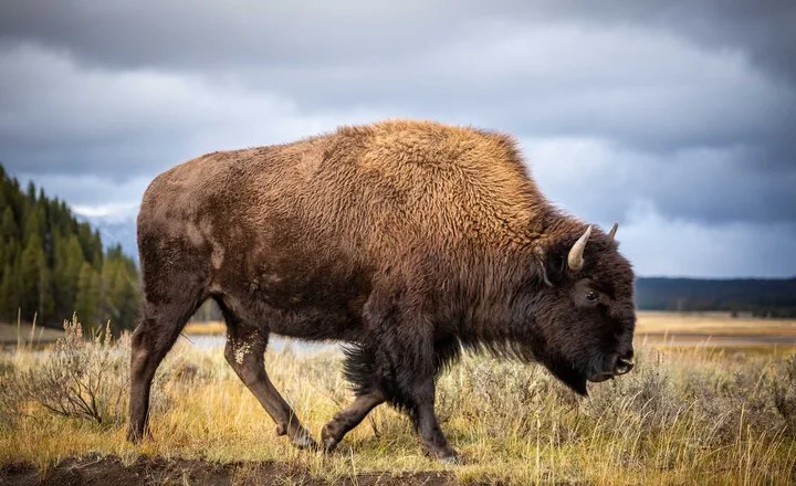 Are Buffalo And Bison The Same