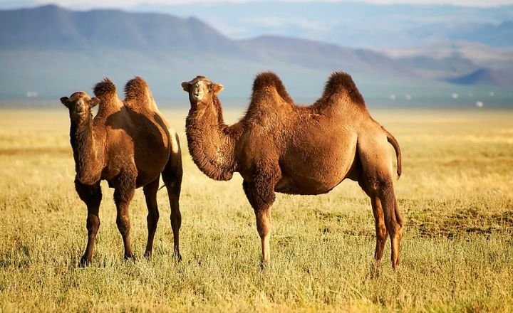 Bactrian Camel