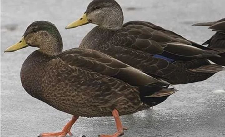 Black Ducks