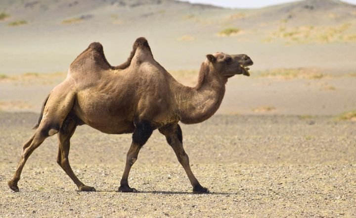 Camel Color