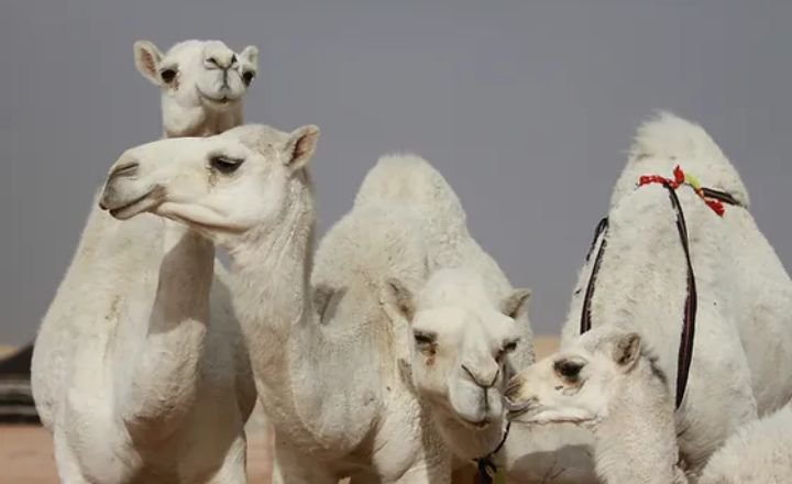 Camels Can Graze And Browse Constantly Throughout The Day