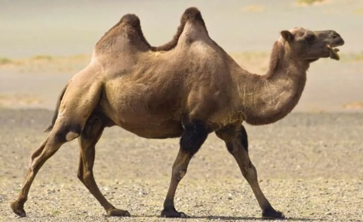 Camels Store Food In Their Humps, Not Water