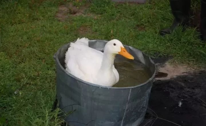 Can Ducks Be Potty Trained