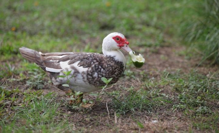 Can Ducks Eat Celery Stalks and Leaves?