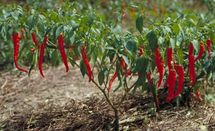 Capsicum Annuum 