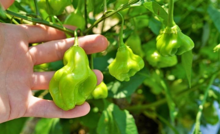 Capsicum Baccatum