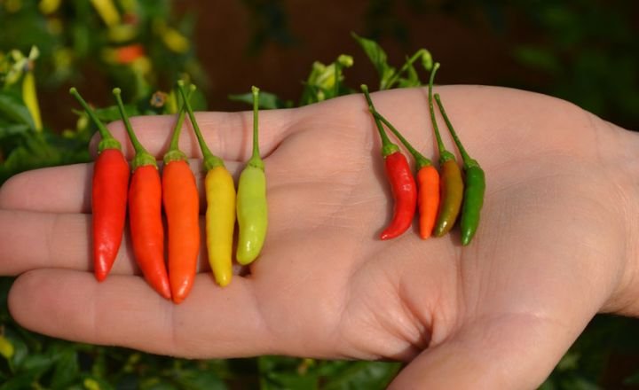 Capsicum Frutescens