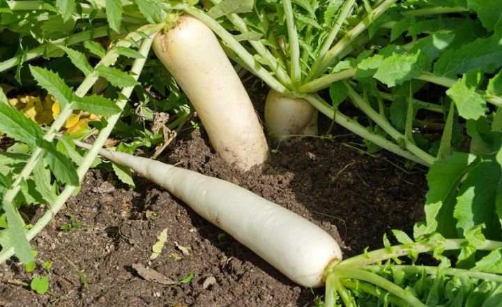 Daikon Growing