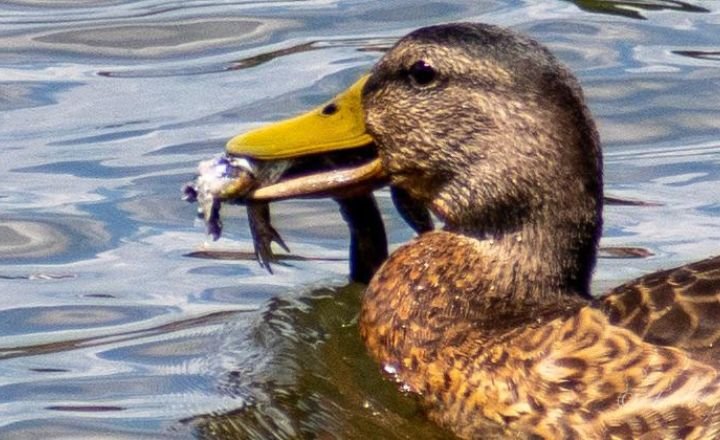 Do Ducks Eat Tadpoles