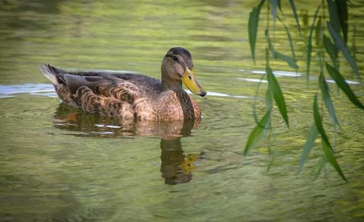 Do Ducks Eat Toads