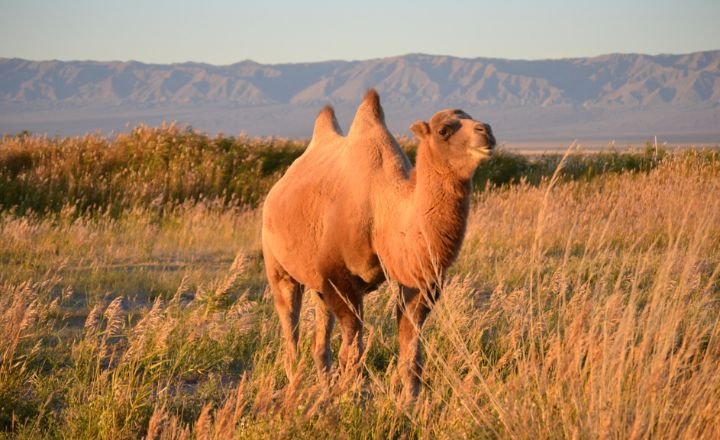 Dromedary Camel