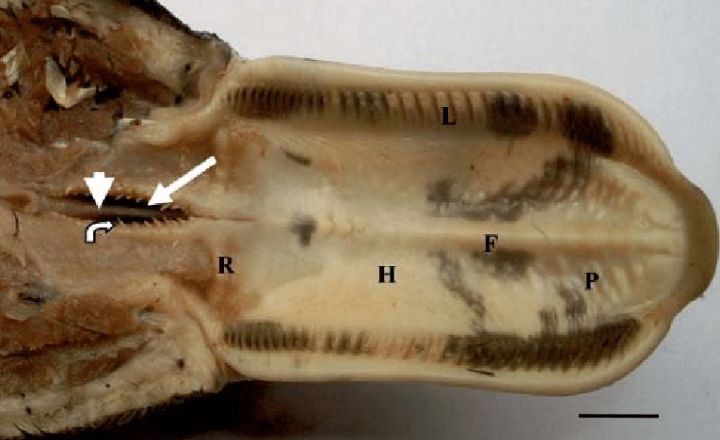 Duck Tongue Anatomy