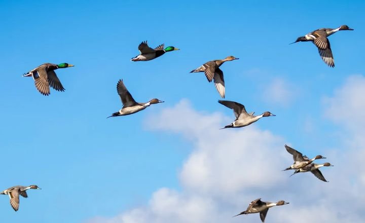 Ducks Have Feathers To Assist Them In Migration