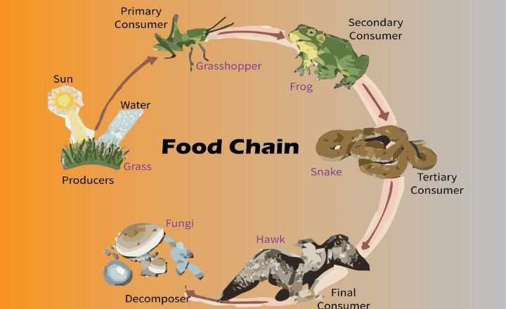 Food Chain