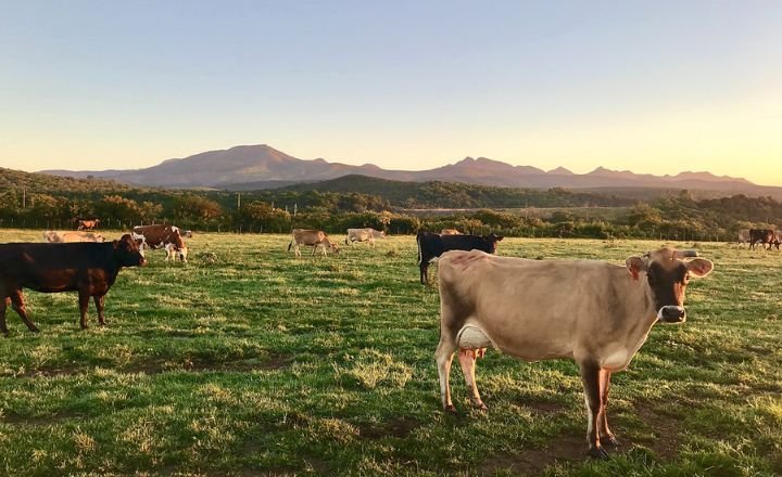 Give Them Easy Access To Pasture Or Hay