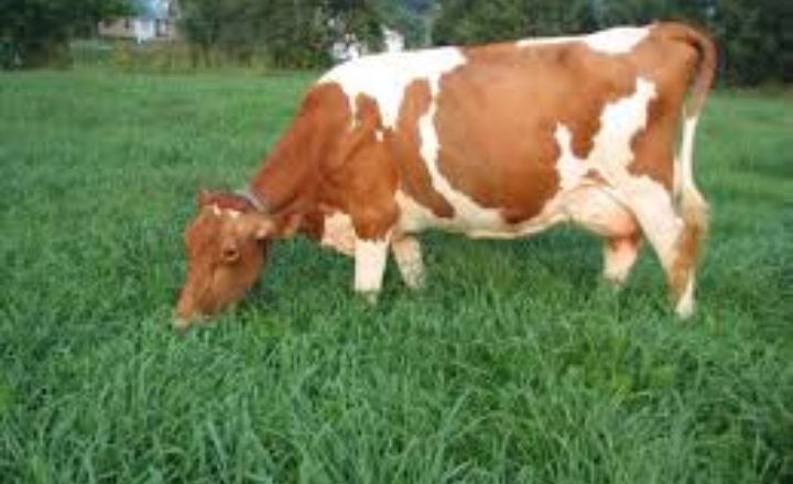 Guernseys Require 20 To 30% Less Feed To Produce Milk