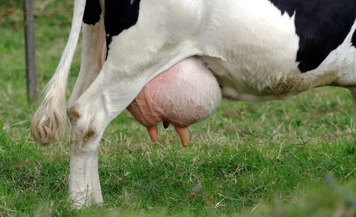 How Many Nipples Do Cows Have