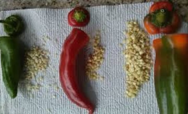 How To Prepare The Seeds Of Hot Peppers Before Sowing