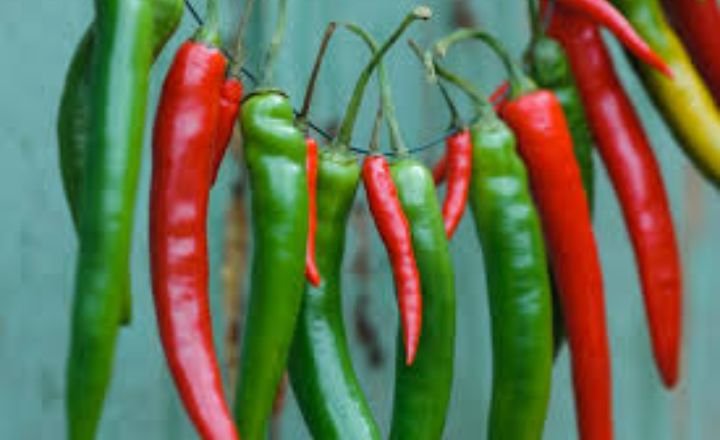 How to Grow and Preserve Chili Peppers? [All You Need to Know]