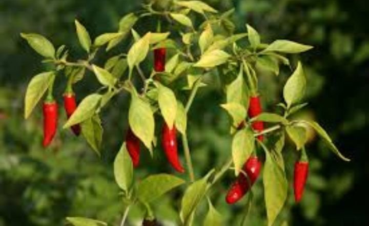 How to grow chili peppers