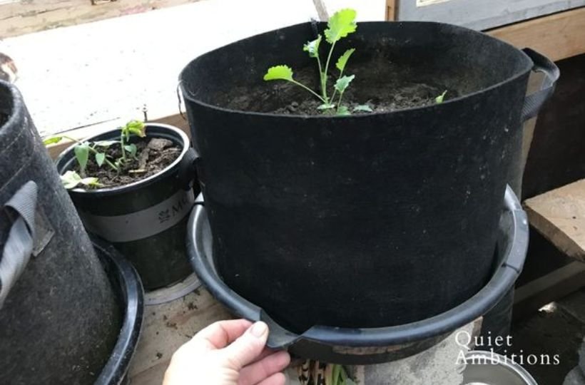 Inside A Nursery Bag, Bucket, Or Pot