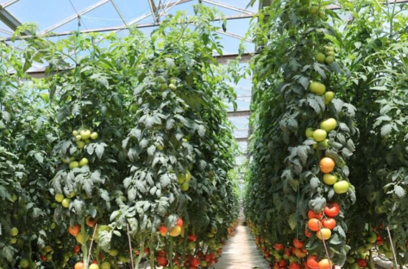 Major Criteria To Take Note Of When Growing Kumato Tomatoes