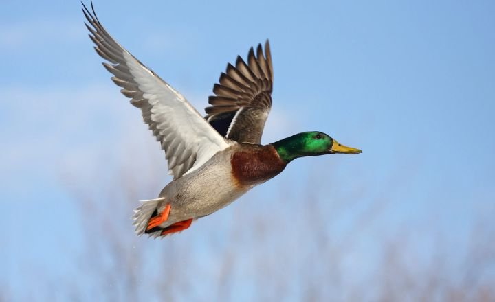 Mallard Ducks