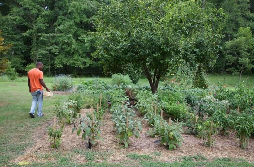 Planting In The Ground