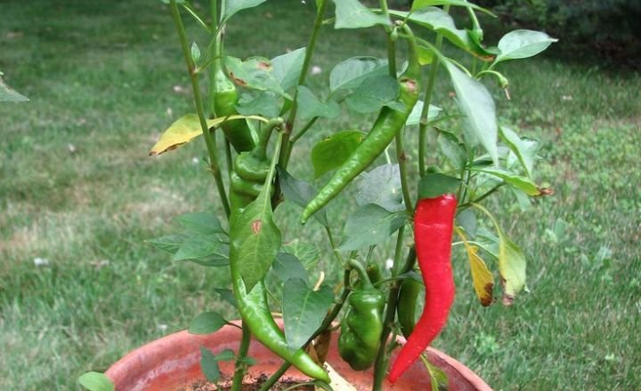 Sowing Chili Peppers In Pots Or Containers