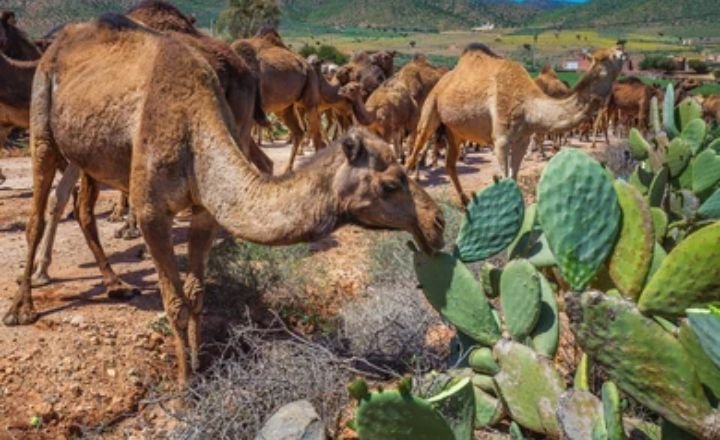 What Do Camels Eat When The Food Is Scarce? 