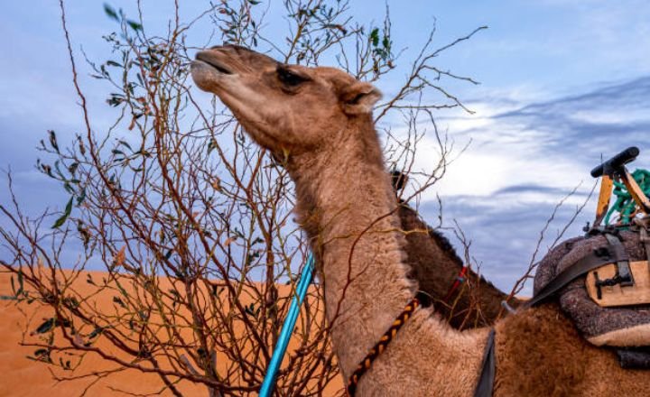 What Do Camels Eat in the Desert? 