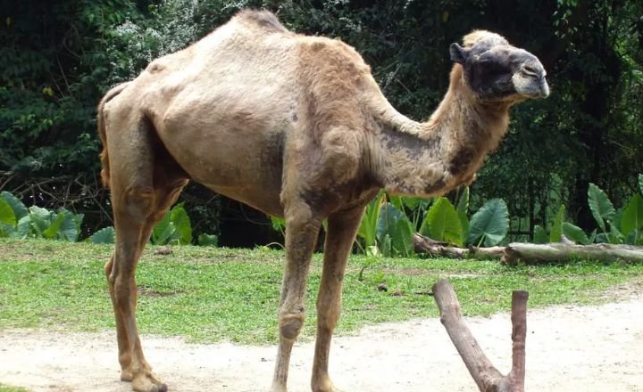 What Do Camels Eat