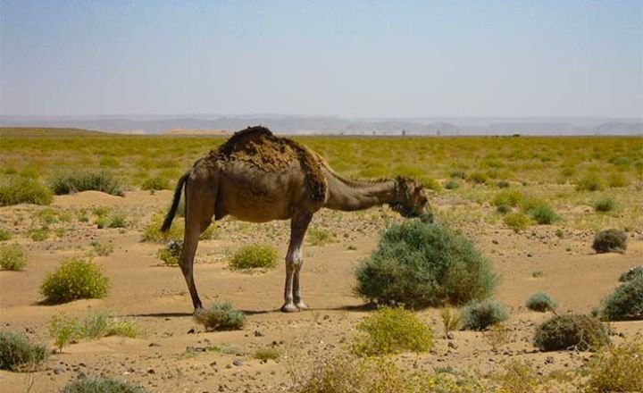 What Do Domestic Camels Eat?